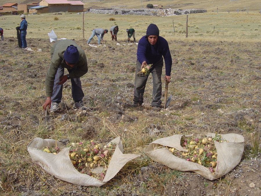 Récolte de la maca, juin 2007