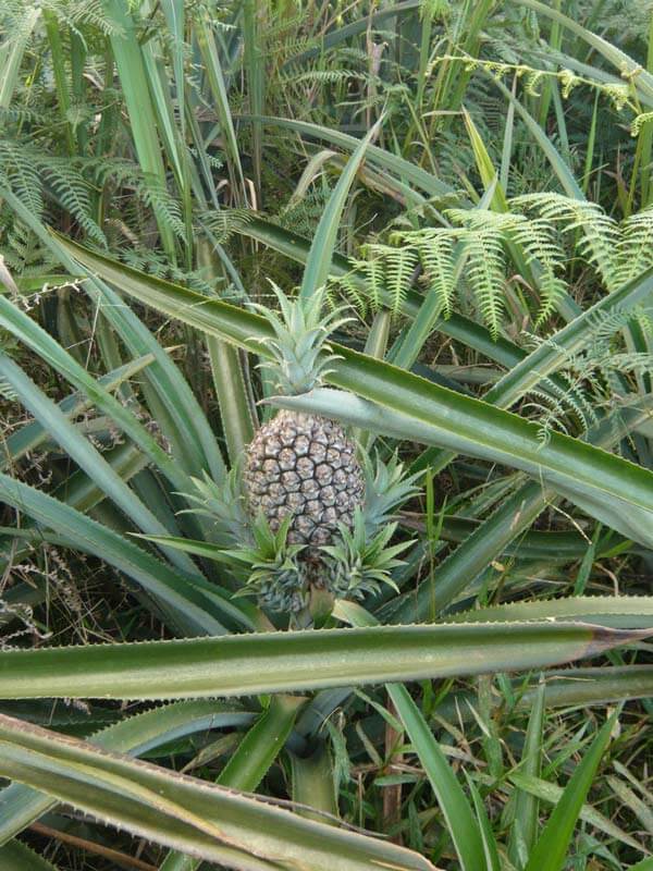 Ananas à Rio Amarillo