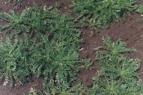 Champ de maca (Plants)