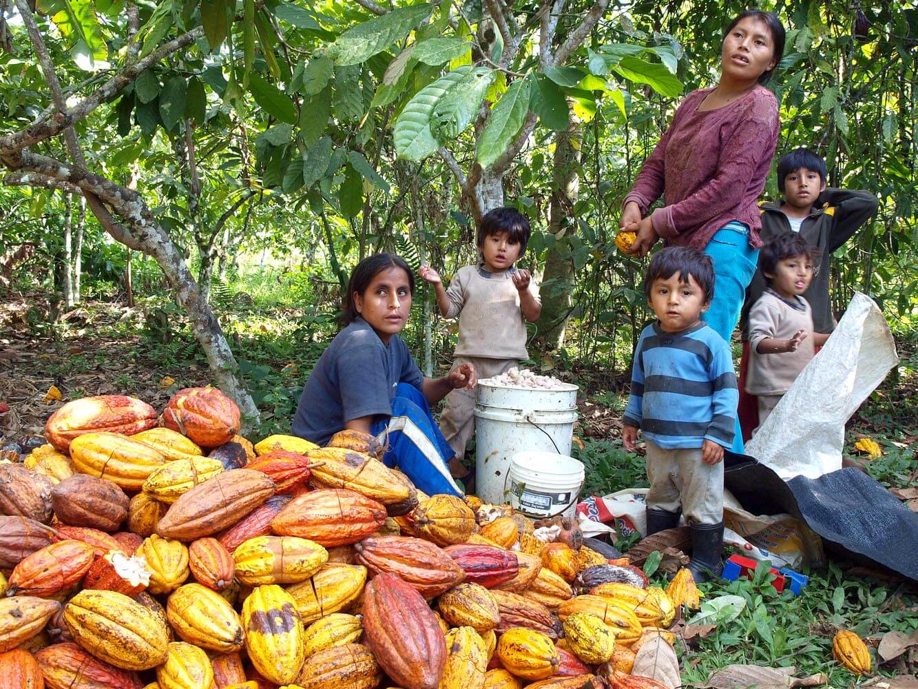 Découpe des cabosses de cacao