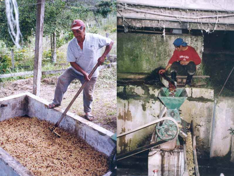 Dépulpage du café et lavage du café vert