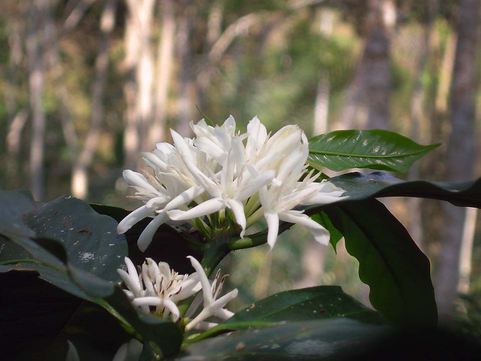 La fleur du caféier