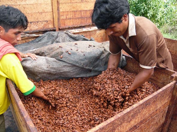 Le cacao a fini sa fermentation