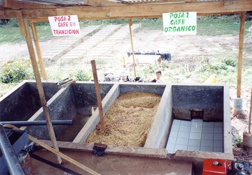 Grains de café dans le bassin de fermentation