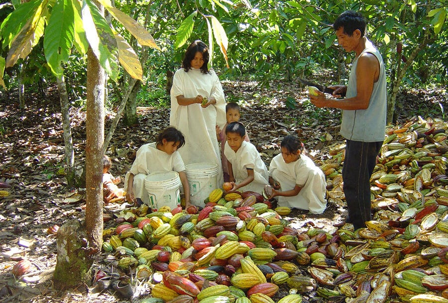 Producteurs en famille pendant la récolte