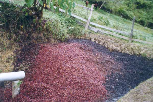 Production écologique : utilisation de la pulpe comme engrais organique