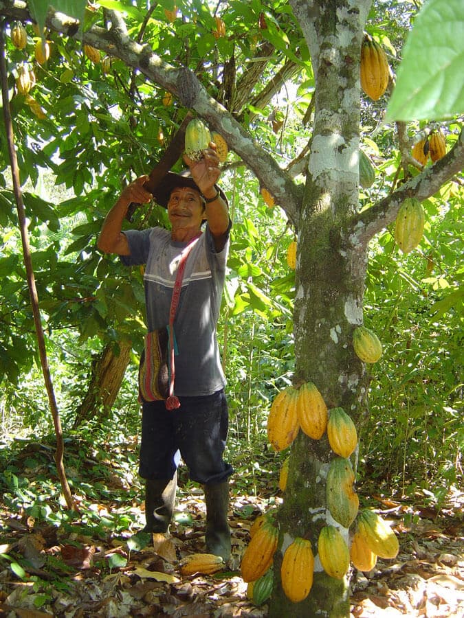 Récolte du cacao