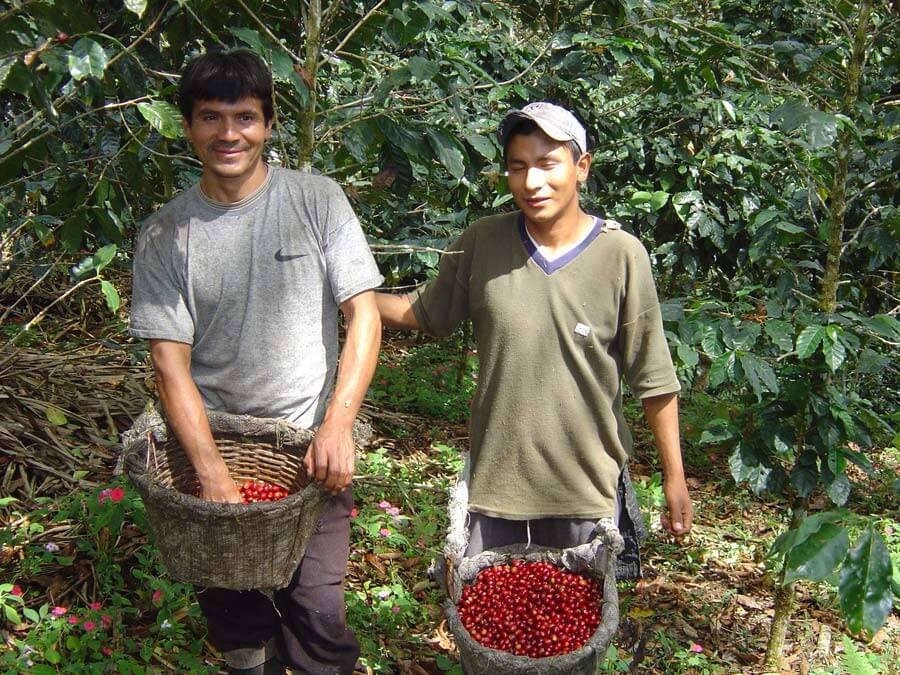 Guido et son frère pendant la récolte du café