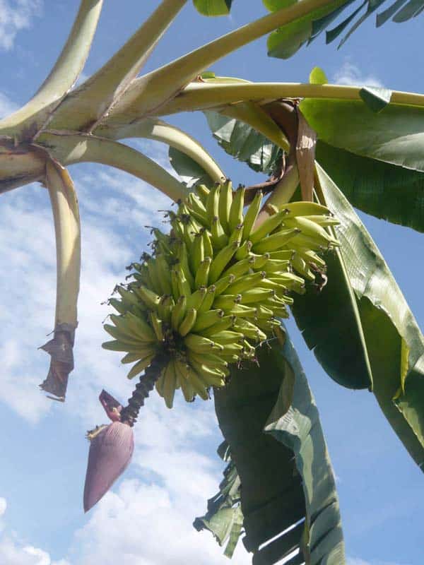 Un régime de bananes roses, Zotani 2010