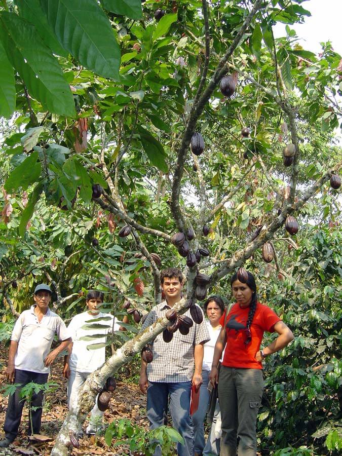 Dans les champs de cacao - SALDAC