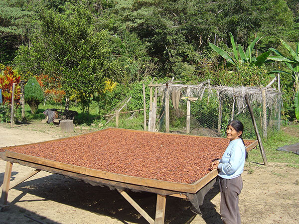 Le séchage du cacao sur des tamis